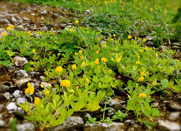 Hình dạng ít người biết của cây lạc.