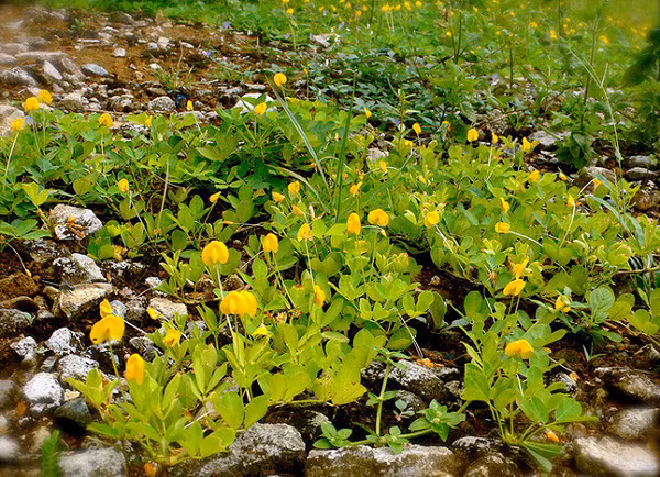 Hình dạng ít người biết của cây lạc.