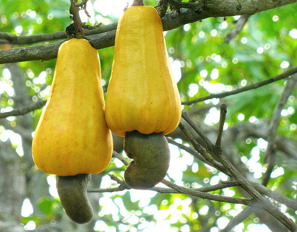 Hạt điều khi vẫn còn xanh mơn mởn trên cành cây của chúng.