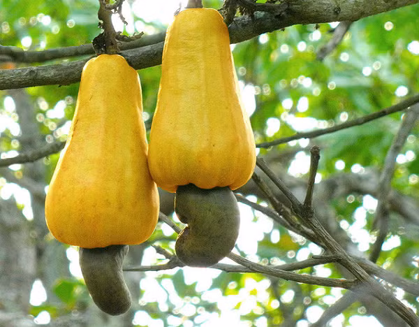 Hạt điều khi vẫn còn xanh mơn mởn trên cành cây của chúng.