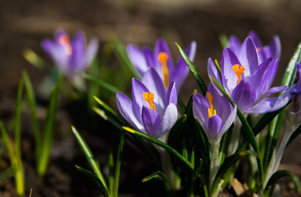 Nhụy hoa nghệ tây (còn gọi là Saffron) được coi là loại gia vị quý hiếm và đắt giá bậc nhất thế giới với giá lên tới 130 triệu đồng/kg.