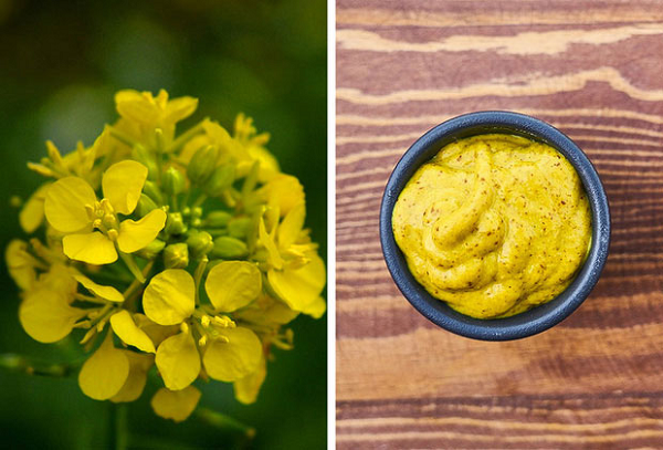 Cây mù tạt trồng được trên những cánh đồng, hoa thường nở vào cuối tháng 9. Ở thời điểm này, người ta thu hạt về, phơi khô rồi sau đó chế biến ra sốt mù tạt vàng ươm và cay nồng, ăn cực hợp với xúc xích.