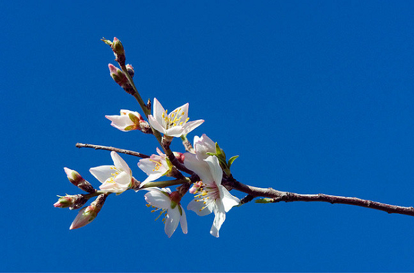 Đây là hoa của cây hạnh nhân. Loại quả này cực phổ biến trong chế độ ăn của người Ai Cập cổ đại và Ấn Độ.