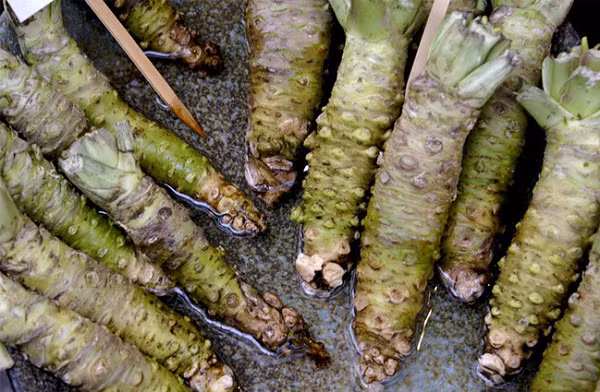 Thực chất, wasabi chúng ta ăn được mài từ phần củ và rễ của cây wasabi, chúng có vị cay nồng pha chút ngọt.