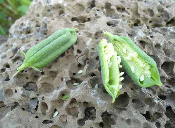 Không chỉ giàu vitamin, hạt vừng (mè) còn chứa lượng lớn các khoáng chất tự nhiên và các hợp chất hữu cơ như canxi, sắt, magie, phốt pho, mangan, chất xơ...