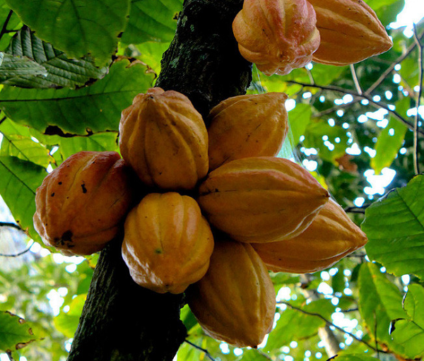 Quả cacao có thể giảm nguy cơ đau tim và đột quỵ đến 37%, cũng như làm giảm nguy cơ tử vong sau khi đột quỵ.