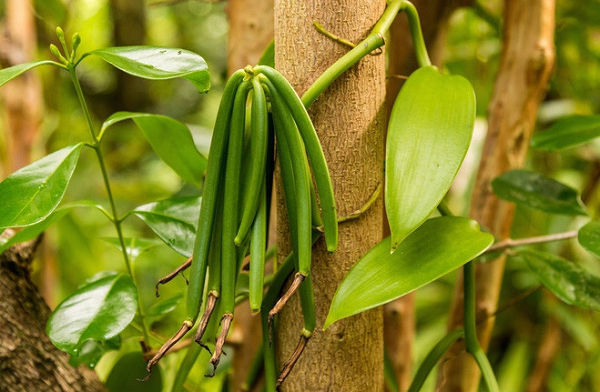 Vani là hương liệu không thể thiếu trong nhiều món ăn, đồ uống hàng ngày của mọi người, và đây chính là cây và quả vani.