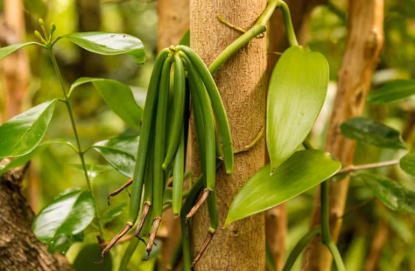 Vani là hương liệu không thể thiếu trong nhiều món ăn, đồ uống hàng ngày của mọi người, và đây chính là cây và quả vani.