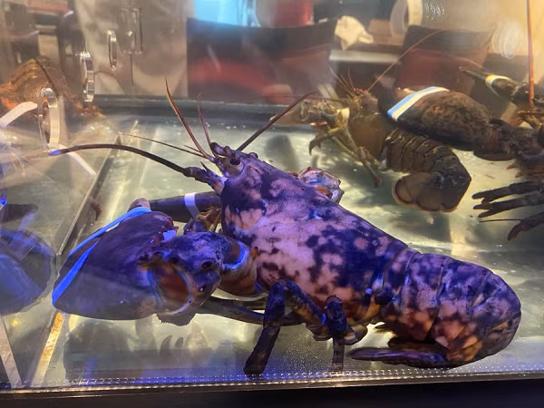 Tôm hùm calico là một trong những loại tôm hùm hiếm nhất thế giới với tỷ lệ bắt được 1:30 triệu.