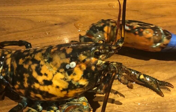 Con tôm hùm đặc biệt có lớp vỏ màu xanh tím than phủ đầy đốm màu cam. Hiện nay, nó đã được trưng bày tại bảo tàng Virginia vì sự quý hiếm của mình.