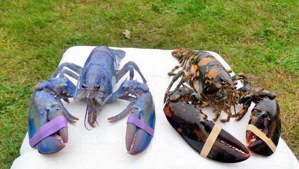 Tôm hùm là loài tôm đặc sản, chỉ xuất hiện trên bàn tiệc của những gia đình khá giả. Đây cũng là sinh vật biển có nhiều đặc điểm vô cùng thú vị.