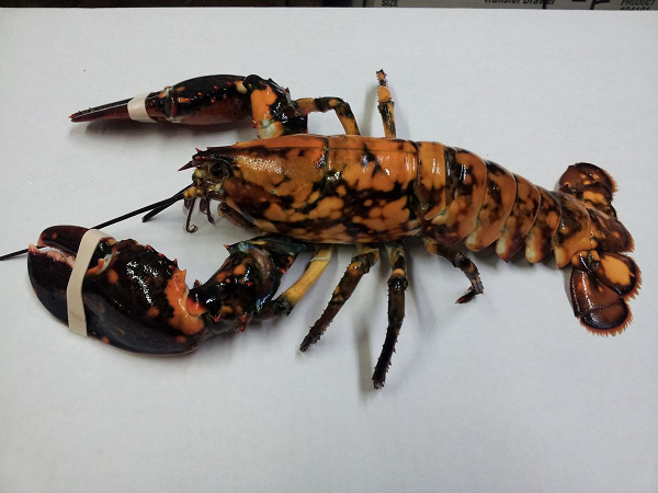 Ngư dân thường đoán tuổi tôm hùm dựa trên kích thước của nó. Các nhà khoa học chỉ mới phát hiện ra một cách chính xác để xác định tuổi của tôm hùm: mổ xẻ nó và đếm các vòng trong mắt và máy nghiền dạ dày, tương tự như cách chúng ta tính tuổi của cây.