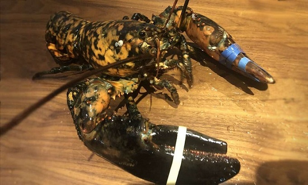 Con tôm hùm đặc biệt nằm trong thùng tôm hùm được vận chuyển đến nhà hàng Red Lobster để phục vụ thực khách. Nhà hàng đã nhanh chóng phát hiện ra sự đặc biệt của nó và cứu thoát khỏi số phận bị "lên thớt".