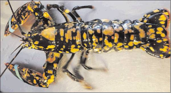 Máu tôm hùm không màu cho đến khi tiếp xúc với oxy, tại thời điểm đó nó chuyển sang màu xanh.