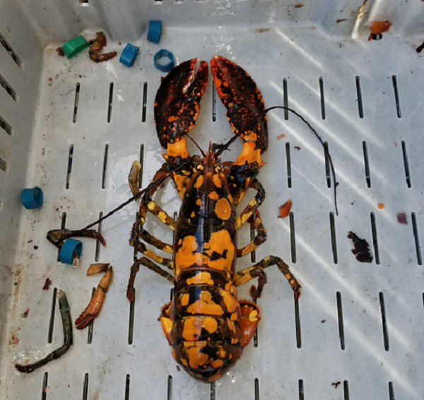 Con mắt Tôm hùm đóng vai trò là trung tâm nội tiết tố của chúng, tác động làm mỏi, mờ mắt sẽ khiến nó bị lột xác. Và đôi mắt Tôm hùm không mọc lại được.