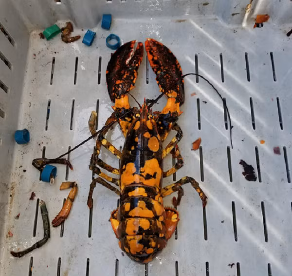 Con mắt Tôm hùm đóng vai trò là trung tâm nội tiết tố của chúng, tác động làm mỏi, mờ mắt sẽ khiến nó bị lột xác. Và đôi mắt Tôm hùm không mọc lại được.