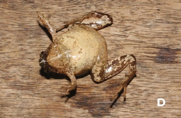 Nhái bầu Đắk Lắk - Microhyla daklakensis được phân biệt với các loài khác trong nhóm với tổ hợp các đặc điểm hình thái như: kích thước trung bình từ 17,7 - 23,8 cm, mặt lưng nhẵn, mõm tròn nhìn theo hướng lưng bụng.