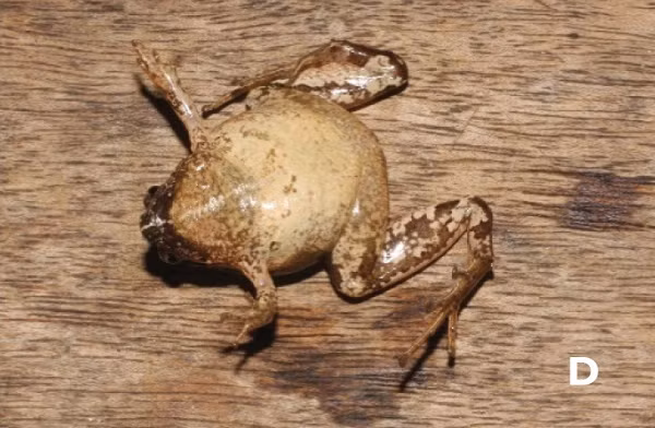 Nhái bầu Đắk Lắk - Microhyla daklakensis được phân biệt với các loài khác trong nhóm với tổ hợp các đặc điểm hình thái như: kích thước trung bình từ 17,7 - 23,8 cm, mặt lưng nhẵn, mõm tròn nhìn theo hướng lưng bụng.