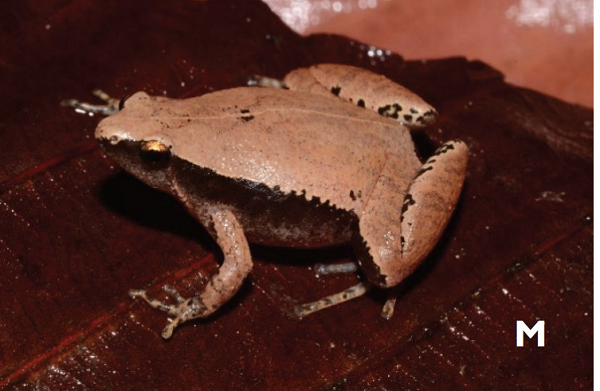 Dù vậy, theo các nhà khoa học, vẫn còn nhiều điều bí ẩn cần làm rõ với hai loài nhái này cũng như nhóm nhái bầu Hây-môn nói chung.