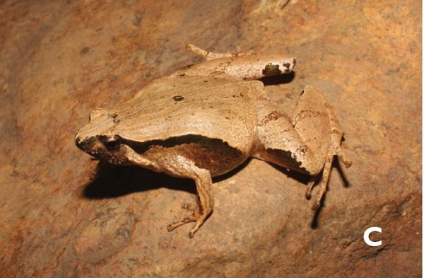 Đầu của nhái bầu Ninh Thuận hình tam giác, mõm tròn, có sọc đốt sống mỏng nhẹ, đốm tròn nhỏ màu sẫm ở giữa lưng, được phân chia bởi một dải đốt sống nhạt.