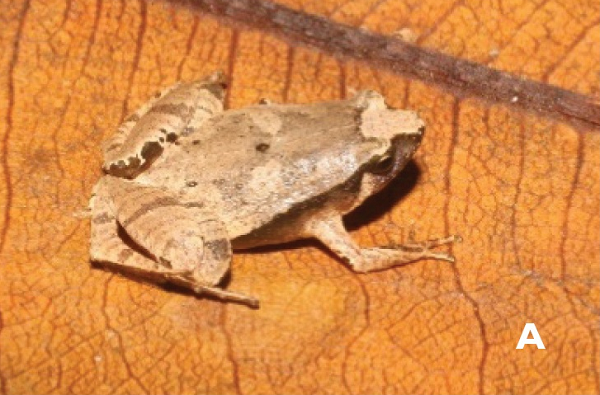 Hai loài nhái này được đặt tên theo địa danh phân bố tự nhiên của chúng là nhái bầu Ninh Thuận (Microhyla ninhthuanensis) và nhái bầu Đắk Lắk (Microhyla daklakensis)