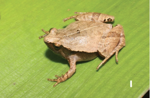 Ngay cả phạm vi phân bố của loài cũng chưa rõ ràng cần nghiên cứu sâu hơn nữa. Việc phát hiện ra hai loài nhái bí ẩn tại Ninh Thuận và Đắk Lắk đã làm phong phú thêm số loài nhái sống tại Việt Nam.