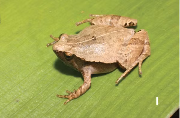 Ngay cả phạm vi phân bố của loài cũng chưa rõ ràng cần nghiên cứu sâu hơn nữa. Việc phát hiện ra hai loài nhái bí ẩn tại Ninh Thuận và Đắk Lắk đã làm phong phú thêm số loài nhái sống tại Việt Nam.