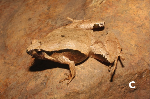 Loài nhái này có sọc nâu mờ hẹp kéo dài từ góc sau của mắt đến nách, có sọc đốt sống mỏng, nhạt, đốm tròn nhỏ màu sẫm ở giữa lưng, được phân chia bởi một dải đốt sống nhạt, mặt lưng màu nâu vàng.