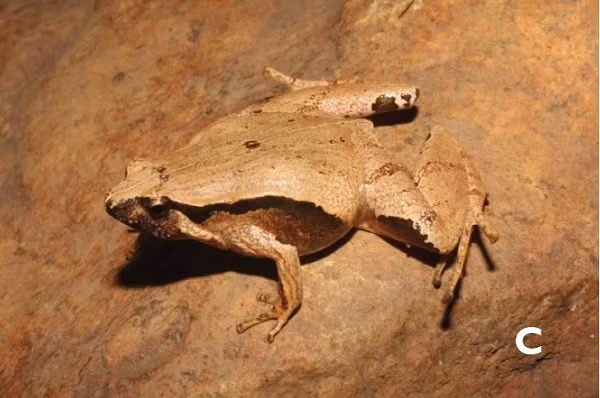 Loài nhái này có sọc nâu mờ hẹp kéo dài từ góc sau của mắt đến nách, có sọc đốt sống mỏng, nhạt, đốm tròn nhỏ màu sẫm ở giữa lưng, được phân chia bởi một dải đốt sống nhạt, mặt lưng màu nâu vàng.