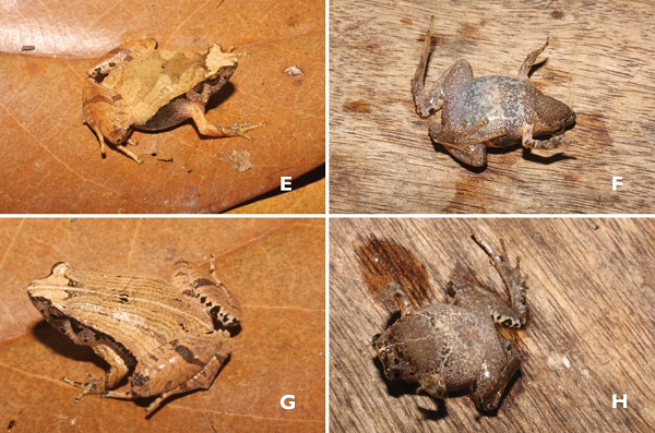 Đáng chú ý, cả 2 loài nhái này đều là những loài bí ẩn thuộc nhóm loài phức tạp, có hình thái tương đồng, do đó nghiên cứu dựa trên phân tích tổ hợp dữ liệu di truyền phân tử và thống kê các chỉ số hình thái sai khác để phân biệt.