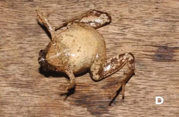 Bên cạnh đó, chúng còn có một vạch màu nâu sẫm hình chữ V giữa hai mắt đến chỗ cắm cánh tay, cằm xám đen; họng trắng, có bụi xám đen rải rác, ngực và bụng màu trắng kem.