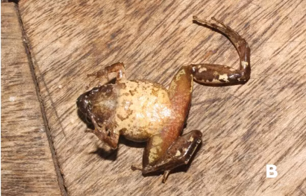 Nhái bầu Ninh Thuận - Microhyla ninhthuanensis được phân biệt với các loài khác trong nhóm cùng tổ hợp các đặc điểm hình thái kích thước trung bình từ 17,3 - 23,6 mm, mặt lưng nhẵn.