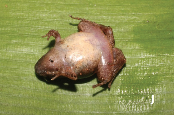 Trước đó, cuối tháng 4, các nhà khoa học của Viện Hàn lâm Khoa học và Công nghệ cũng phối hợp với các nhà khoa học người Nga và Đức phát hiện và mô tả 3 loài ếch cây mới tại Lào Cai và Hà Giang.