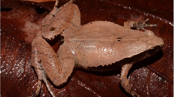 Các nhà khoa học của Việt Nam phối hợp với các nhà khoa học Nga, Đức và Trung Quốc đã tìm thấy hai loài nhái bầu mới tại Ninh Thuận và Đắk Lắk.