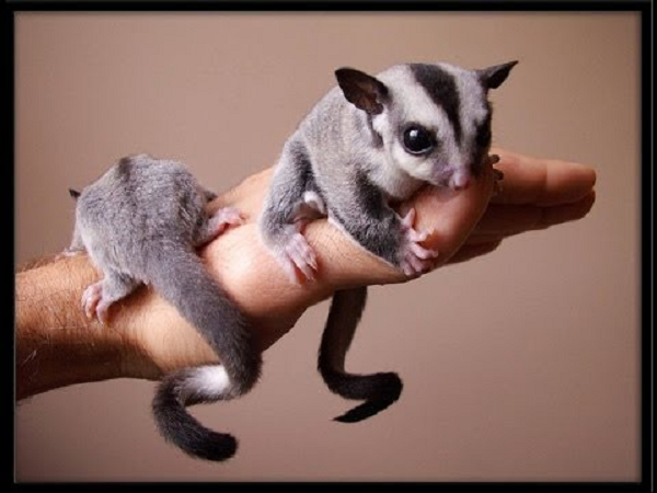 Sóc bay Úc đực thường có một điểm hói khá đặc trưng trên đầu, đặc biệt khi chúng đạt tới độ tuổi trưởng thành và sẵn sàng giao phối (đối với sóc đực là 12-15 thàng tuổi). Vùng trán của sóc đực sẽ có một vệt lông tối màu hình viên kim cương, thưa lông.