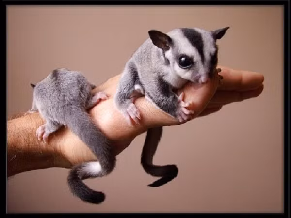 Sóc bay Úc đực thường có một điểm hói khá đặc trưng trên đầu, đặc biệt khi chúng đạt tới độ tuổi trưởng thành và sẵn sàng giao phối (đối với sóc đực là 12-15 thàng tuổi). Vùng trán của sóc đực sẽ có một vệt lông tối màu hình viên kim cương, thưa lông.