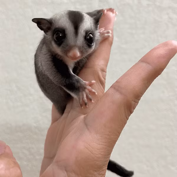 Bản tính của sóc bay Úc khá hiền lành, có thể chơi với thú cưng trong nhà như chó, mèo, vẹt. Ngoài ra, chúng là động vật sống về đêm và thích ôm ấp nhau để ngủ trong tổ vào ban ngày.