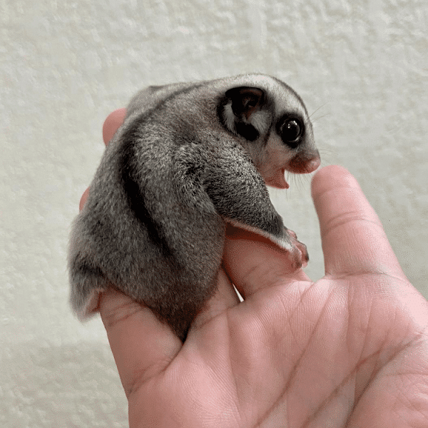 Loài vật này có tính xã hội cao, sống thành từng đàn nhỏ hoặc nhóm với số lượng lên đến bảy con trưởng thành và những con con. Nếu bạn có ý định giữ chúng như thú cưng, hãy cố gắng nuôi 1 cặp trở lên.