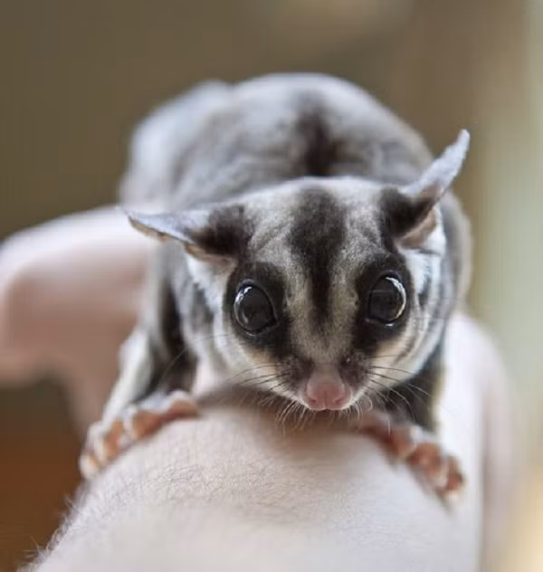 Đôi tai của chúng thì hoàn toàn không có lông. Sóc bay thường chuyển động tai liên tục để nhận âm thanh. Đuôi của chúng có vai trò như một bánh lái, tạo sự ổn định và cân bằng khi di chuyển hoặc điều hướng khi bay lượn tự nơi nay đến nơi khác.