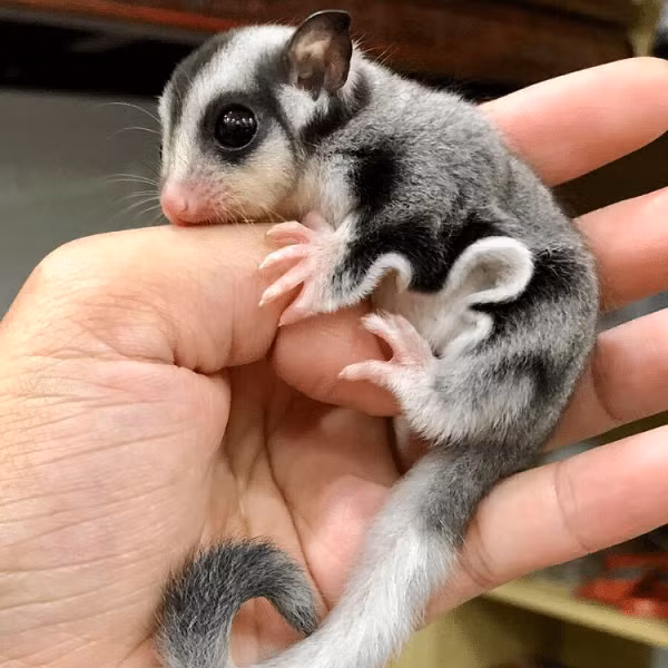 Trong tự nhiên, thức ăn của sóc bay Úc bao gồm mật hoa và nhựa cây. Nhưng chúng là loài ăn tạp cả thực vật và động vật. Vì vậy, ngoài mật hoa và nhựa cây, sóc còn ăn trái cây, côn trùng và thậm chí cả chim nhỏ hoặc động vật nhỏ.