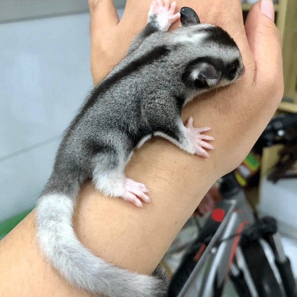 Trong điều kiện nuôi nhốt, chúng có thể ăn các loại thịt đã qua chế biến như thịt gà, tôm, cá, bò, trứng.