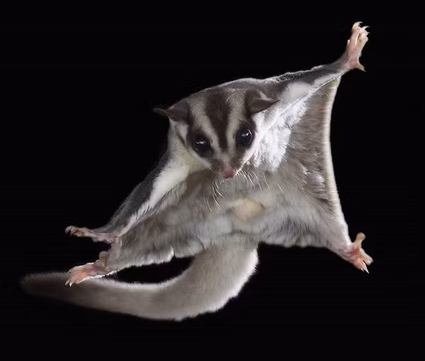  Sóc bay Úc có tên khoa học là Petaurus Breviceps Breviceps. Đây là loài thú có túi có kích thước nhỏ sống trong các khu rừng ở Úc và New Guinea. Loài sóc này khi trưởng thành có chiều dài 16-20 cm (bao gồm cả phần đuôi), trọng lượng từ 116 đến 160 gram.