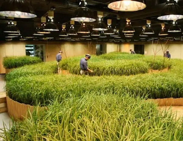 Những thành phố lớn như Tokyo quá đông đúc, không có nơi để canh tác nông nghiệp. Vì vậy, chính quyền thành phố đã đưa ra giải pháp chuyển tất cả xuống lòng đất.