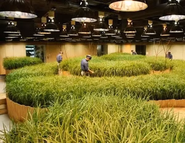 Những thành phố lớn như Tokyo quá đông đúc, không có nơi để canh tác nông nghiệp. Vì vậy, chính quyền thành phố đã đưa ra giải pháp chuyển tất cả xuống lòng đất.