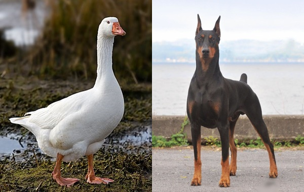 Tập tính bảo vệ bạn tình và con non của ngỗng không đổi so với tổ tiên hoang dã của nó. Ngỗng sống với 1 bạn tình suốt đời và nó rất trung thành với chủ, không quên người cũng như những động vật khác sống cùng.