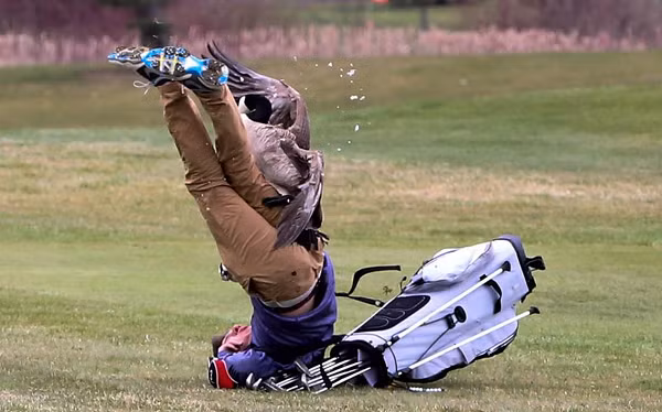 Ngỗng không bị tác động bởi đồ ăn, bất kể là đồ ăn có ngon tới đâu. Thế nên rất nhiều nông dân trên thế giới thích nuôi ngỗng giữ nhà, bảo vệ các con vật khác hơn chó.