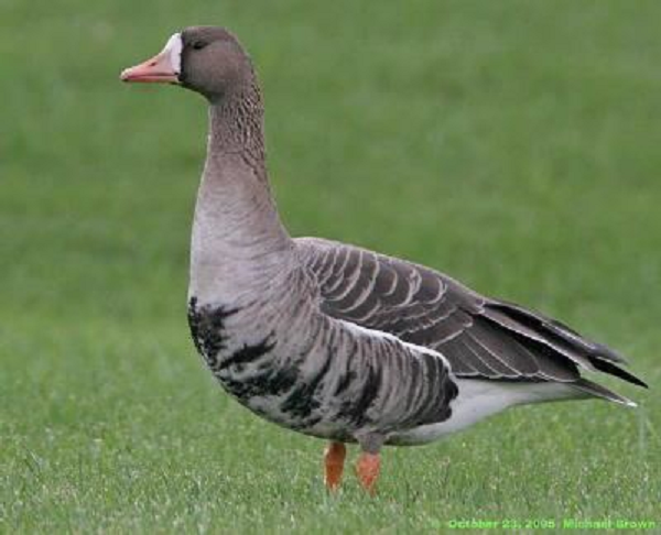 Ngỗng nhà mập ú hơn ngỗng tự nhiên, bởi khi thuần hóa con người đã lựa những con ngỗng lớn, ngỗng nhà có thể nặng đến 10kg trong khi ngỗng thiên nga tự nhiên chỉ 3,5kg và hay ngỗng xám 4,1kg. Dù mập mạp nhưng ngỗng nhà về cơ bản có thể bay được.