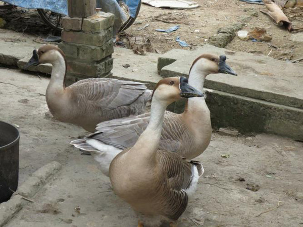 Đến năm 390 trước Công Nguyên thì ngỗng được nuôi để trở thành con vật canh giữ trong đời sống của người La Mã. Ngỗng hung dữ - hành vi này liên quan đến kích thước của chúng - một loài chim to lớn và vụng về.