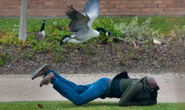 Đồng thời, những chú ngỗng thường rất can đảm khi thấy người lạ. Chúng sẵn sàng tiến về phía đối phương và tấn công nếu nhận thấy bất cứ vấn đề gì. 