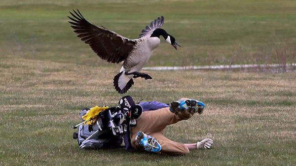 Không giống như gà vịt vốn thích các loài côn trùng giun dế và thức ăn giàu protein thì ngỗng lại thích ăn thực vật, rất phàm ăn nhưng toàn thực vật. Có lẽ vì vậy mà khó dụ dỗ được chú ngỗng nhà.